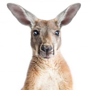 Roopert’s kangaroo ancestry