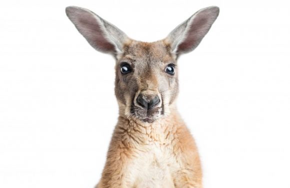 Roopert’s kangaroo ancestry